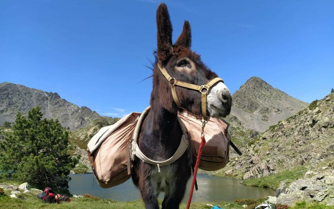 Equi service Cerdagne