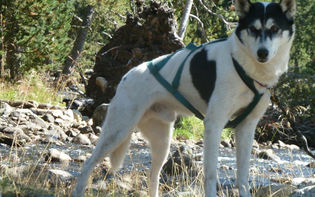 Husky Evasion