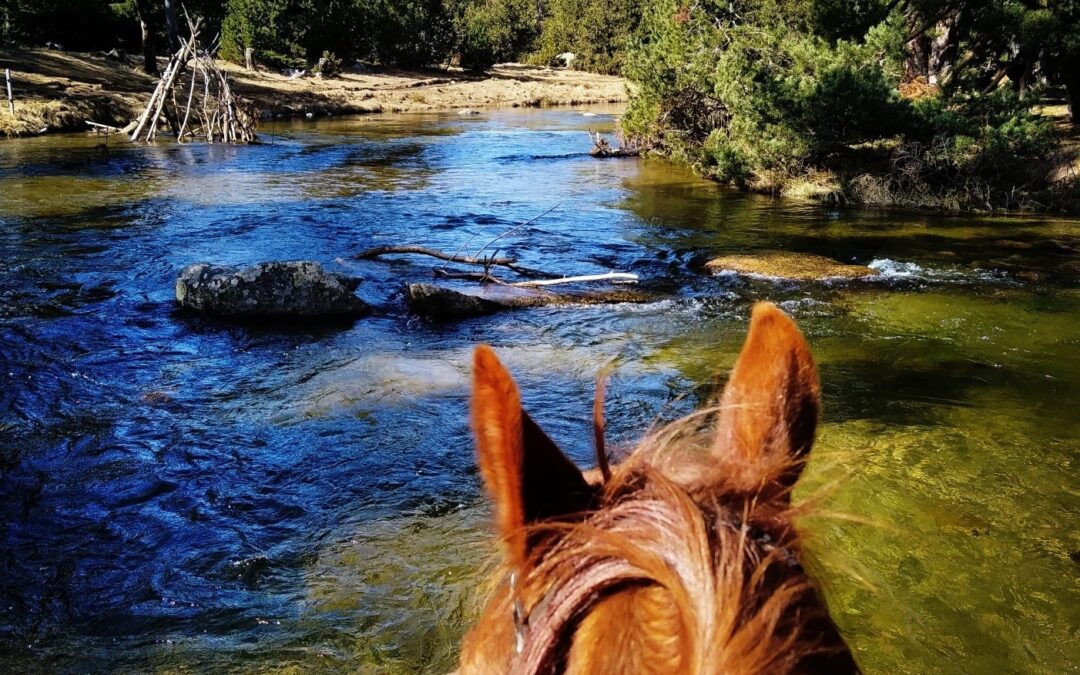 Mountain pony