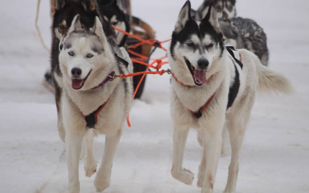 Husky Evasion